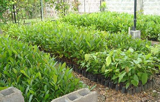 nursery 04