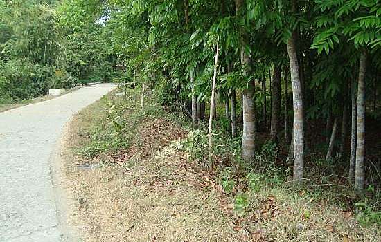 FROM ONE TO A MILLION TREES